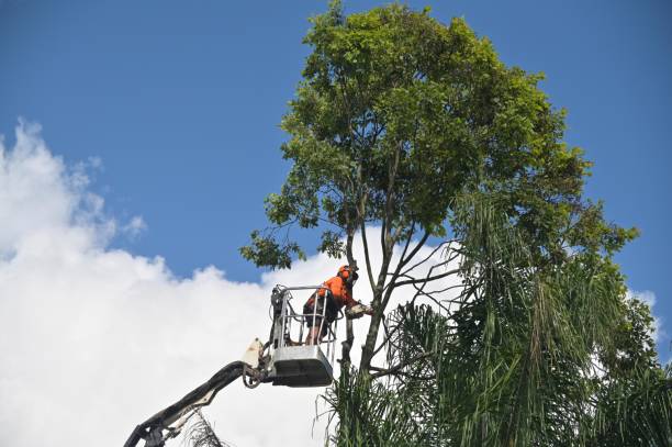Best Tree Risk Assessment  in Peaceful Valley, WA