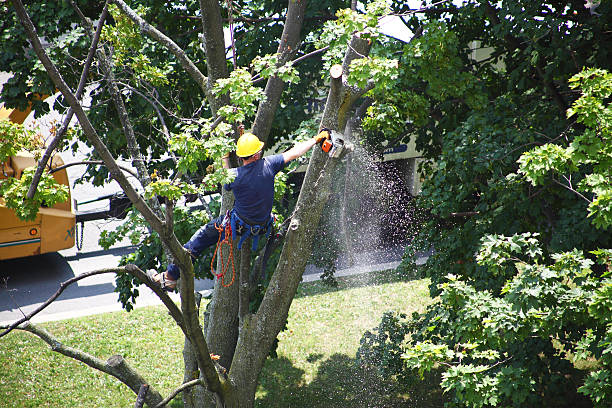 Best Tree Cabling and Bracing  in Peaceful Valley, WA